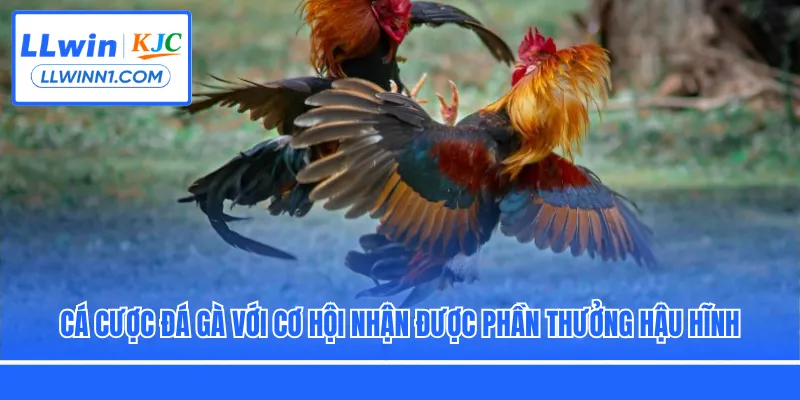 Cá cược đá gà với cơ hội nhận được phần thưởng hậu hĩnh
