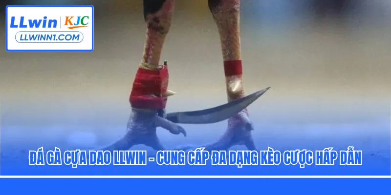 Đá Gà Cựa Dao LLwin - Cung Cấp Đa Dạng Kèo Cược Hấp Dẫn