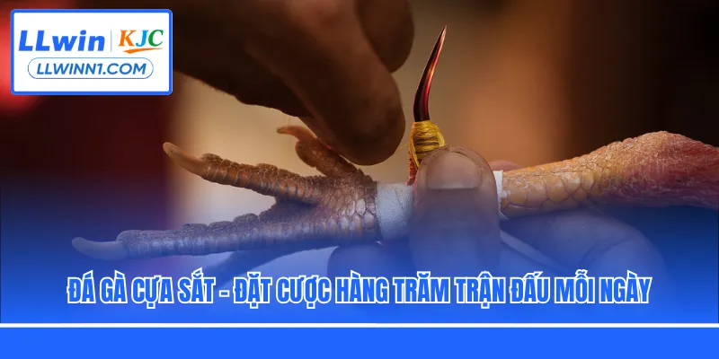 Đá Gà Cựa Sắt - Đặt Cược Hàng Trăm Trận Đấu Mỗi Ngày