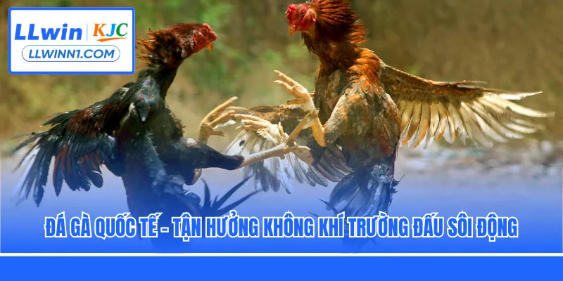 Đá gà quốc tế