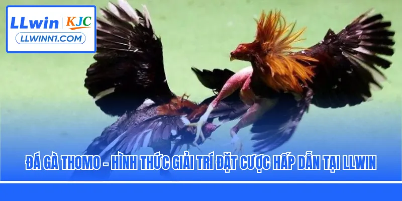Đá gà Thomo