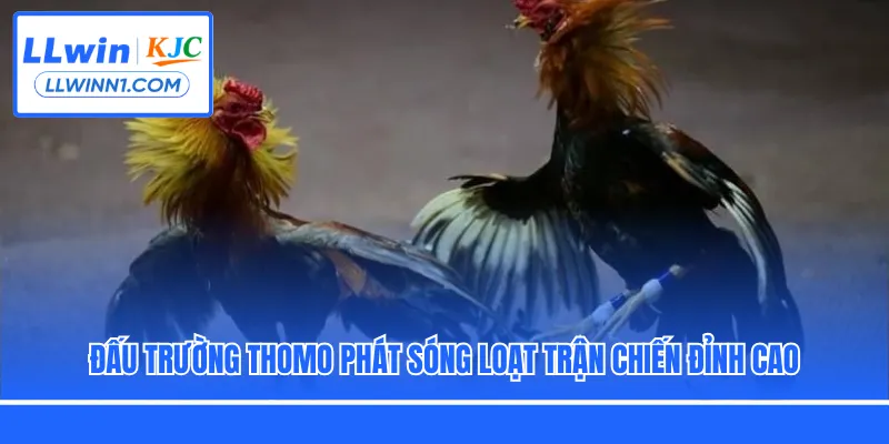 Đấu trường Thomo phát sóng loạt trận chiến đỉnh cao