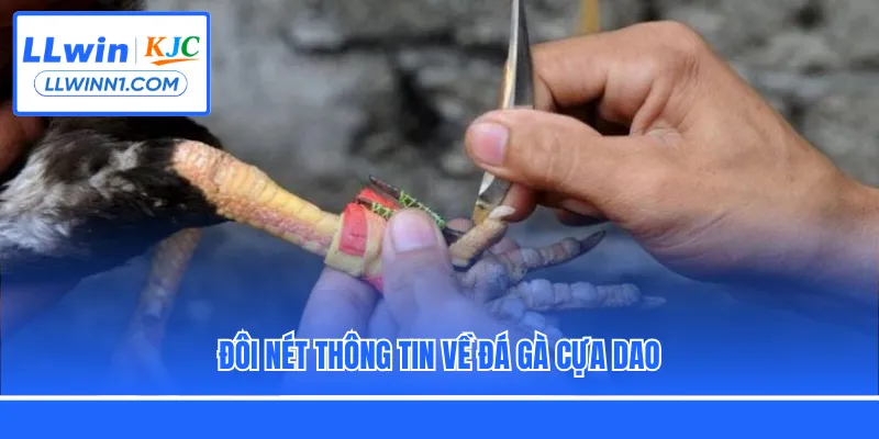Đôi nét thông tin về đá gà cựa dao