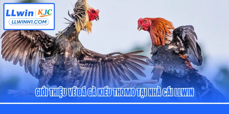 Giới thiệu về đá gà kiểu Thomo tại nhà cái LLwin