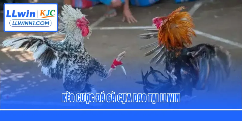 Kèo cược đá gà cựa dao tại LLwin
