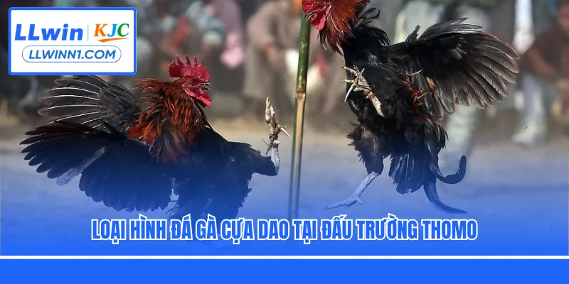 Loại hình đá gà cựa dao tại đấu trường Thomo