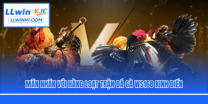 Mãn nhãn với hàng loạt trận đá gà WS168 kinh điển