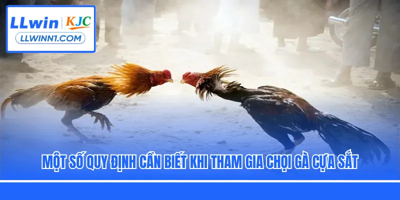 Một số quy định cần biết khi tham gia chọi gà cựa sắt
