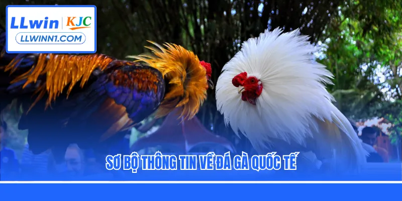 Sơ bộ thông tin về đá gà quốc tế