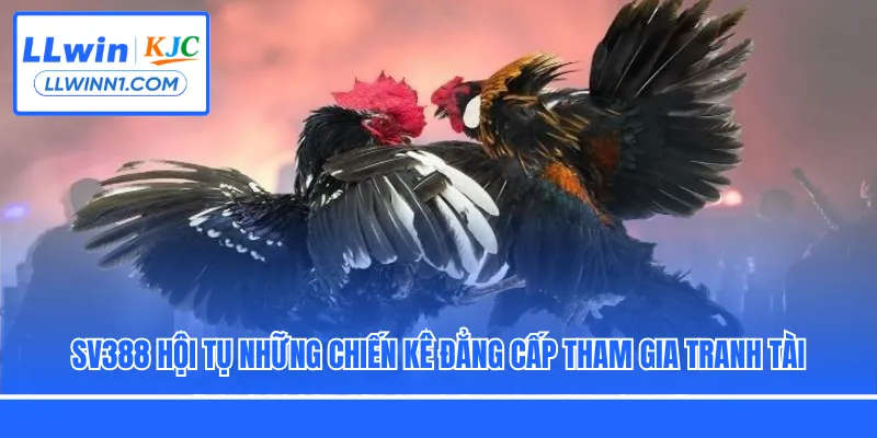 SV388 hội tụ những chiến kê đẳng cấp tham gia tranh tài
