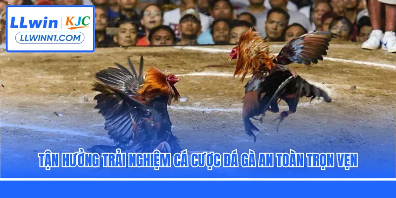 Tận hưởng trải nghiệm cá cược đá gà an toàn trọn vẹn