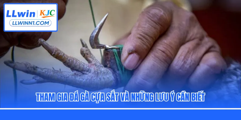 Tham gia đá gà cựa sắt và những lưu ý cần biết