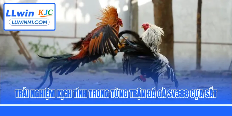 Trải nghiệm kịch tính trong từng trận đá gà SV388 cựa sắt