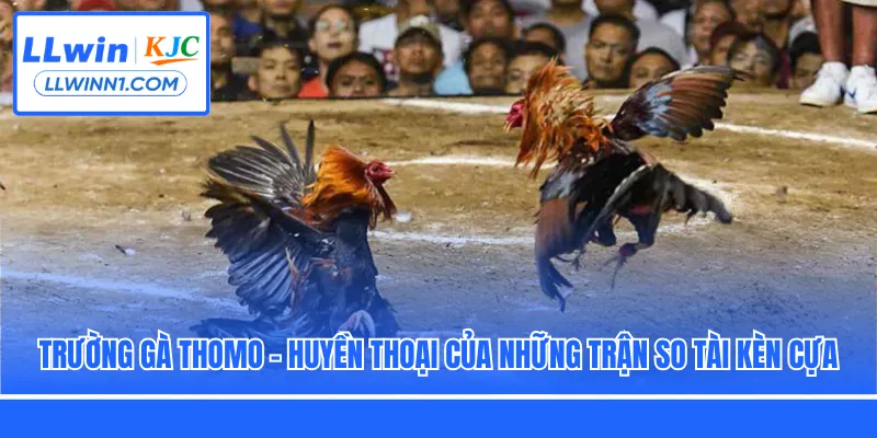 Trường gà Thomo - Huyền thoại của những trận so tài kèn cựa